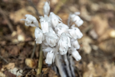Ghost Pipes discovered while hiking near Woodstock